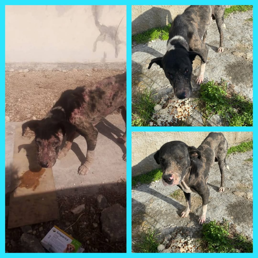 Perro rescate animal en Mérida