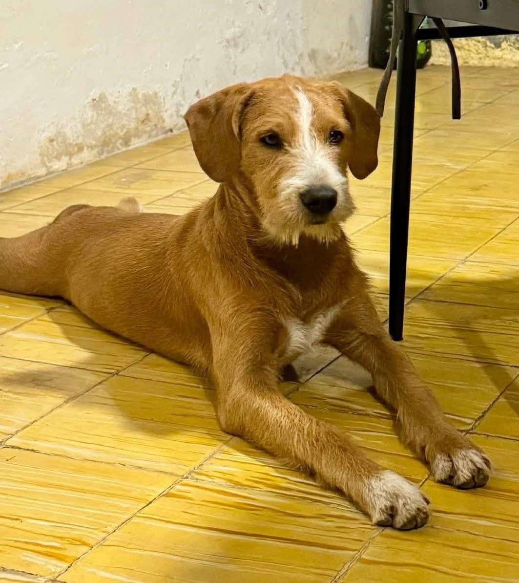 Perro color gris claro acostado bajo un vehículo en la sombra del asfalto en posición completamente relajada.