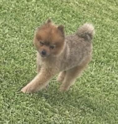 Dos perros pequeños chihuahua/miniatura. Inferior (marrón/rojo) con suéter amarillo y correa azul. Superior (marrón oscuro) con venda. Post de búsqueda urgente indicando que son mascotas escapadas muy apegadas a su dueña.