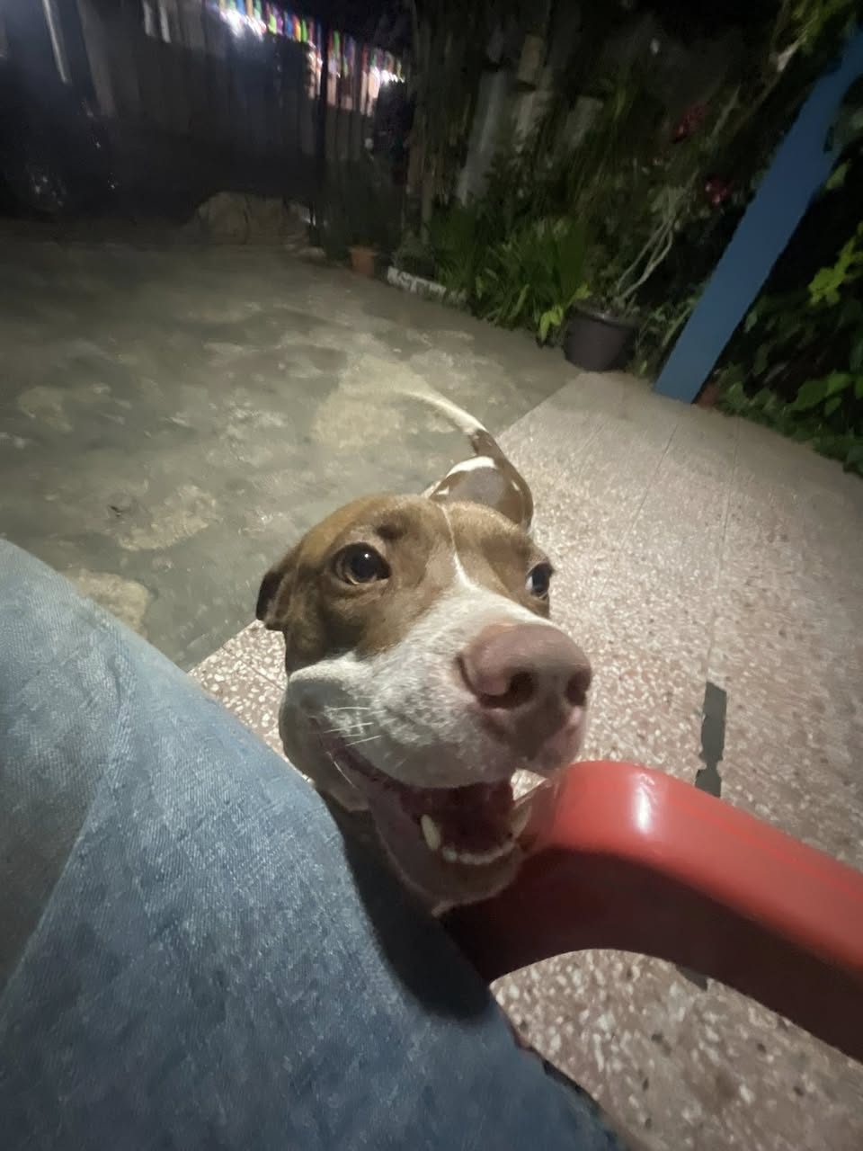 Mixed color dog photographed at night in street environment, appears friendly
