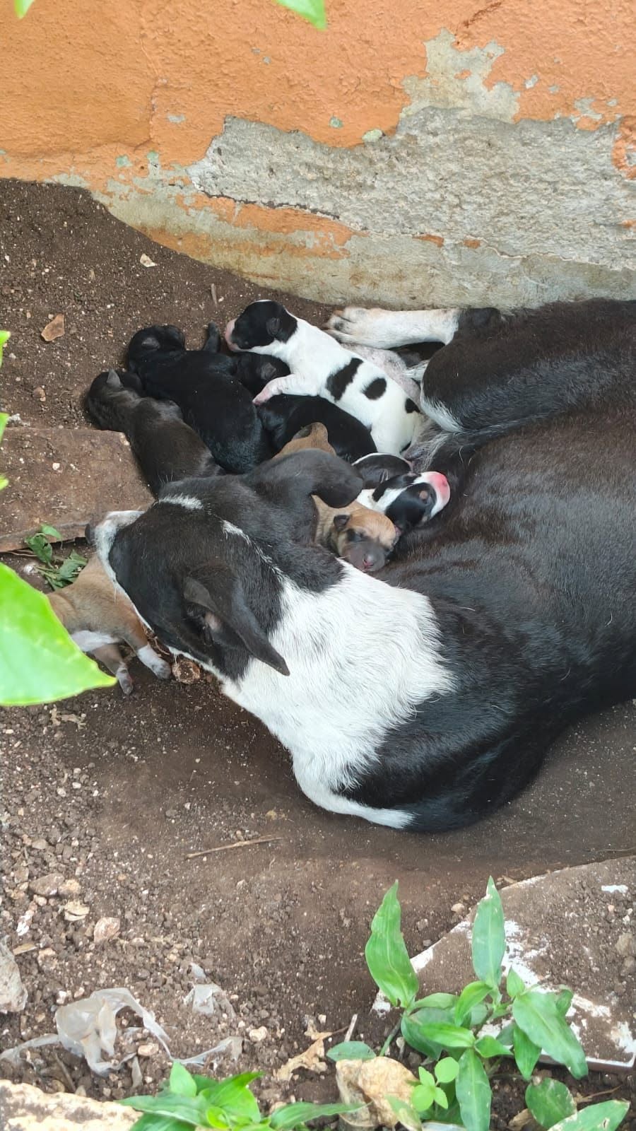 Perro ayuda médica en Mérida