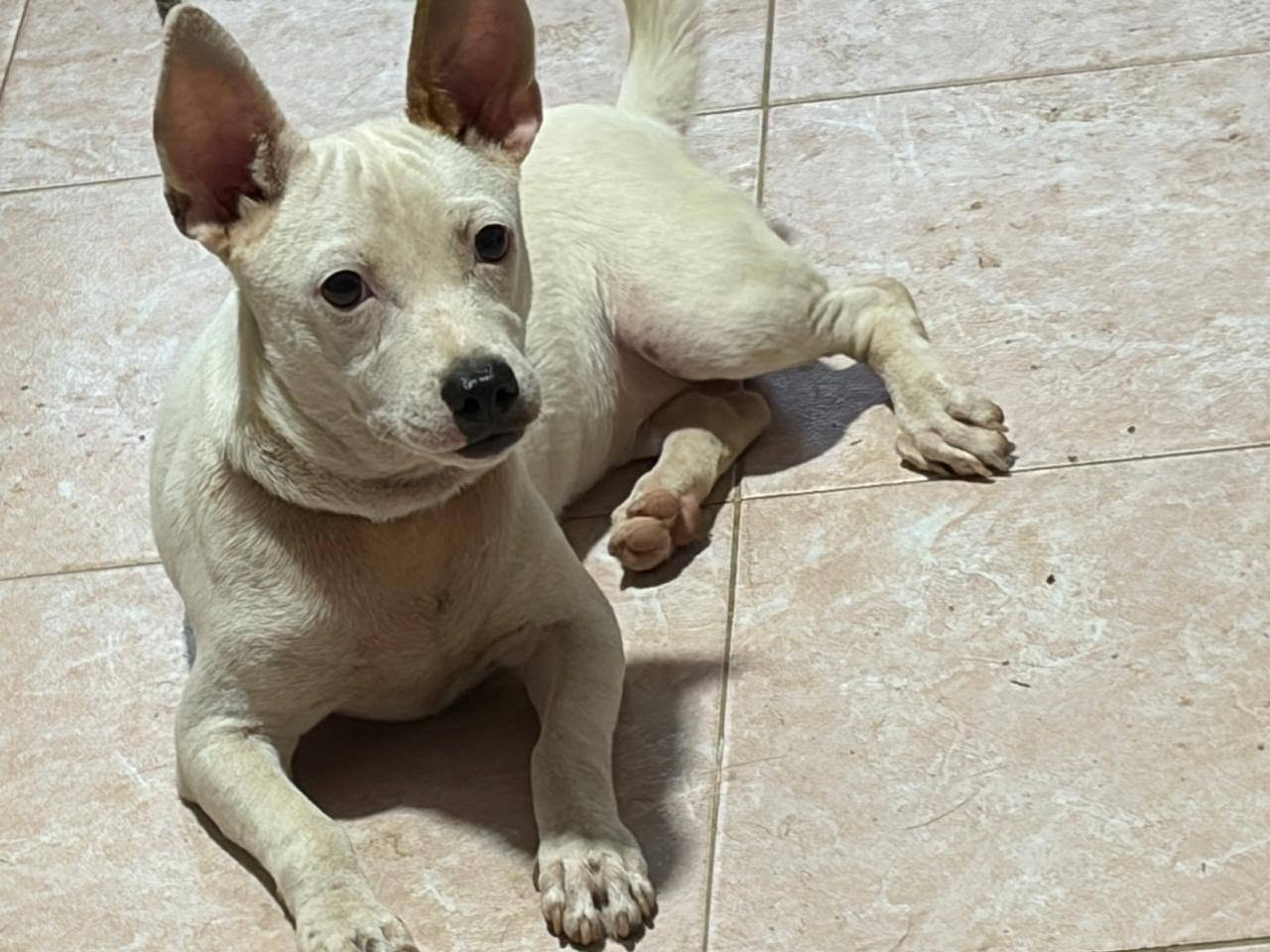 Otro mascota en Mérida