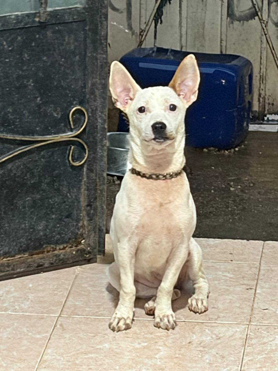 Otro mascota en Mérida