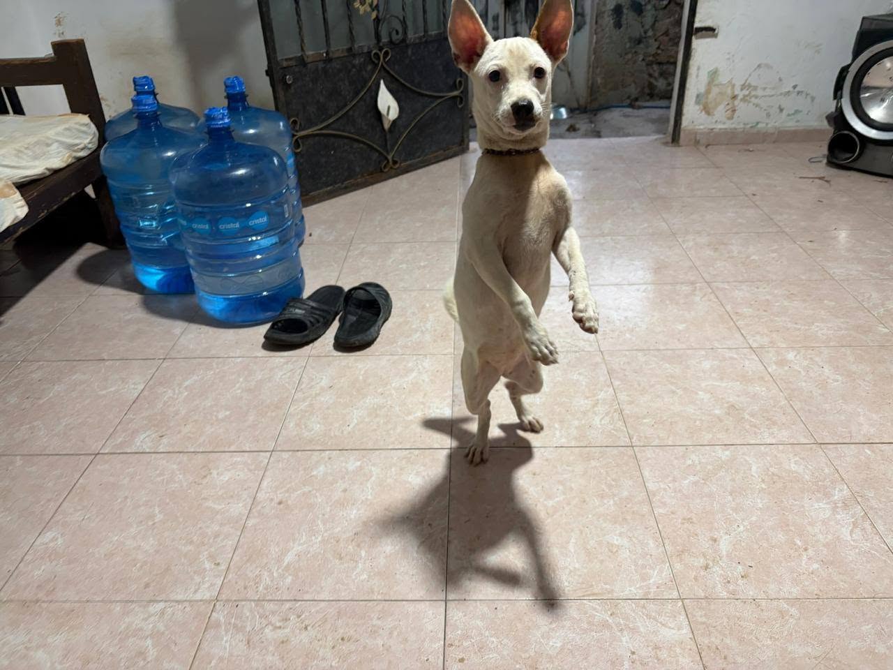 Otro mascota en Mérida