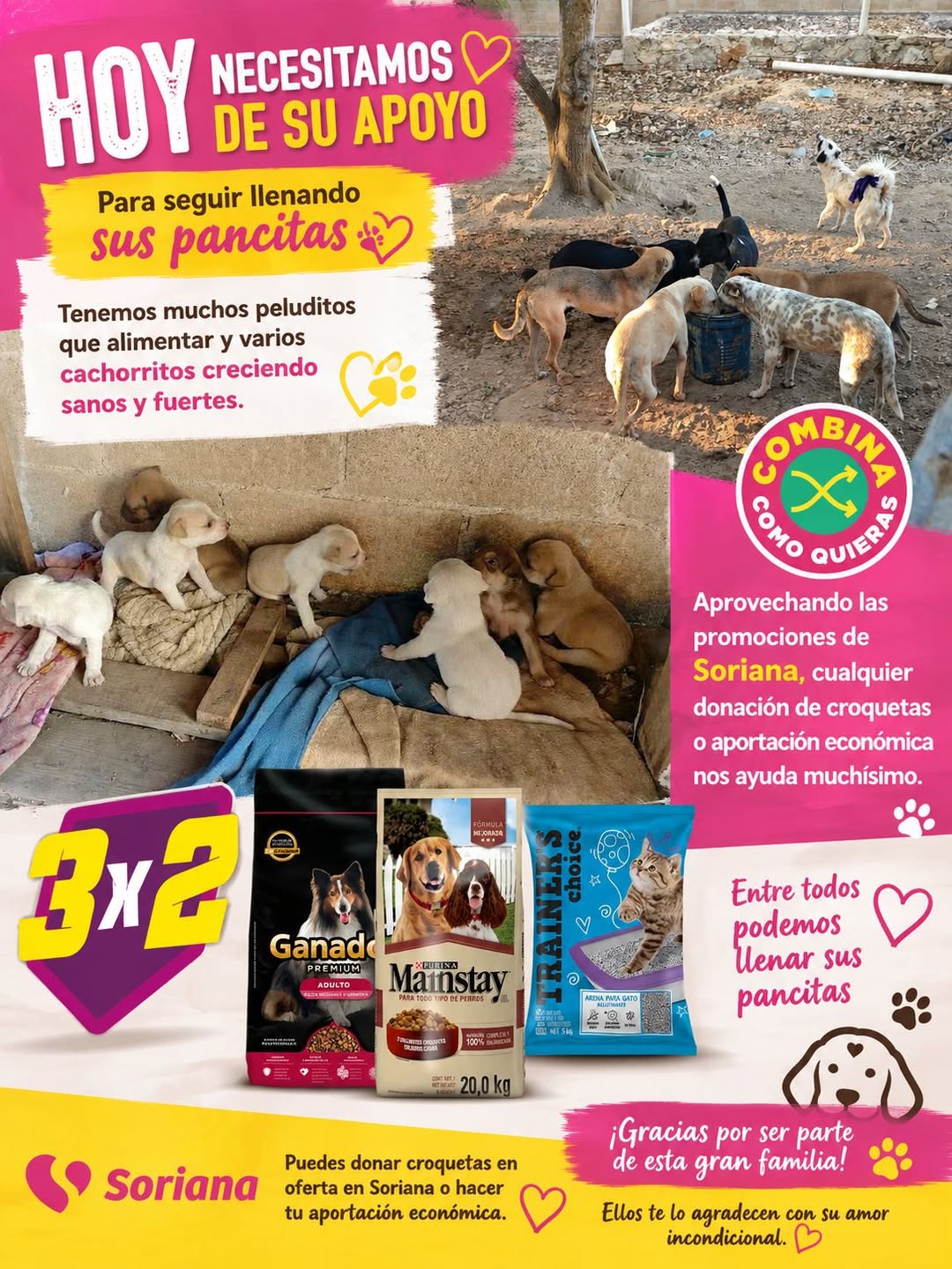 Perro rescate animal en Mérida