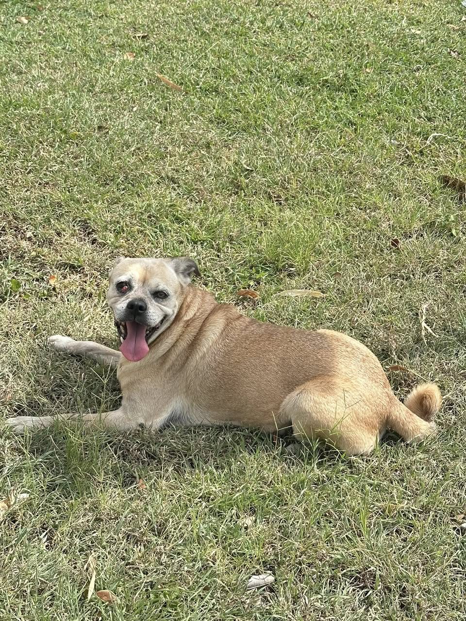 Perro marrón claro de tamaño mediano acostado en pasto verde con lengua afuera. El animal tiene expresión alegre.