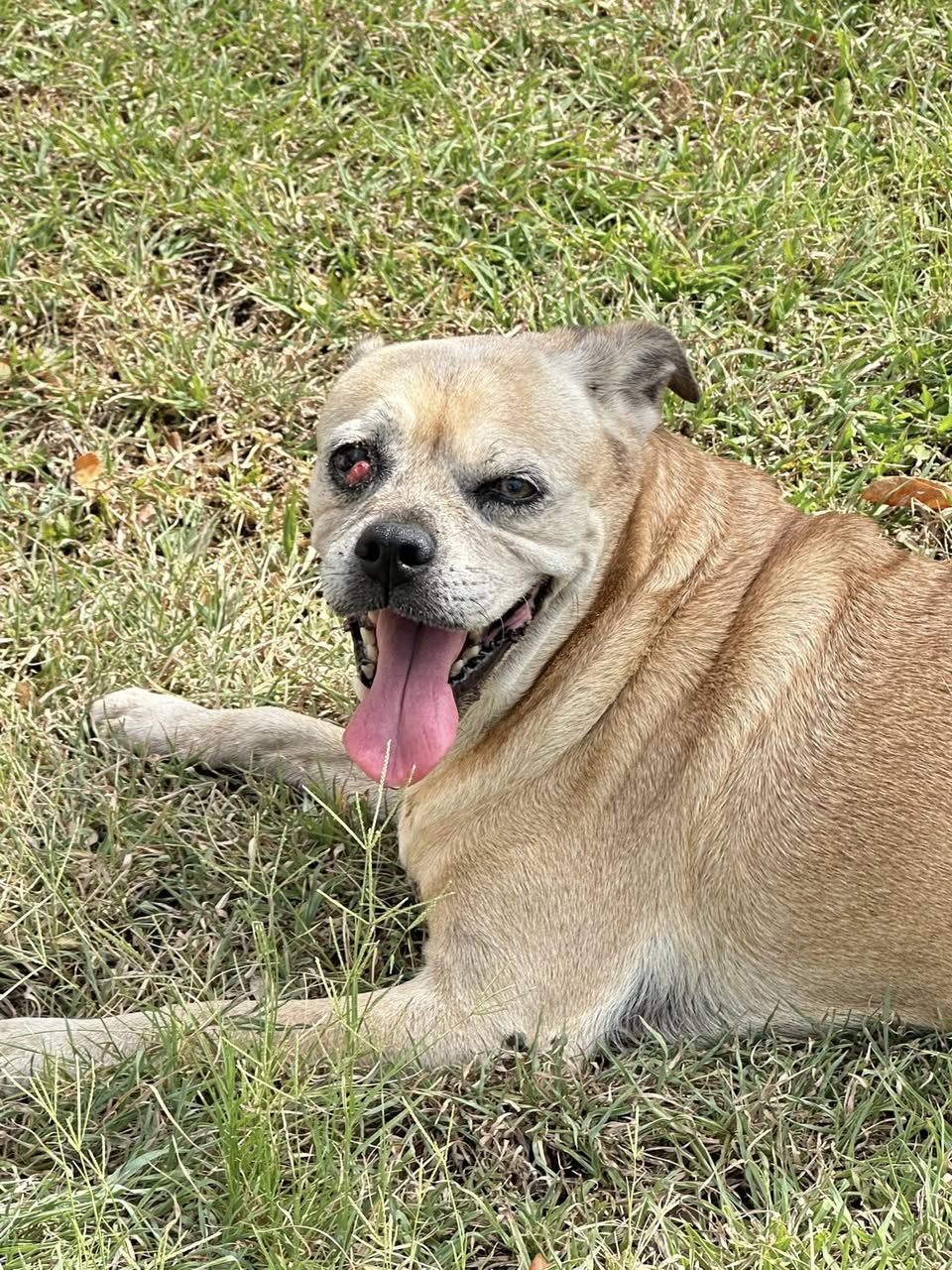 Perro mascota encontrada en Mérida