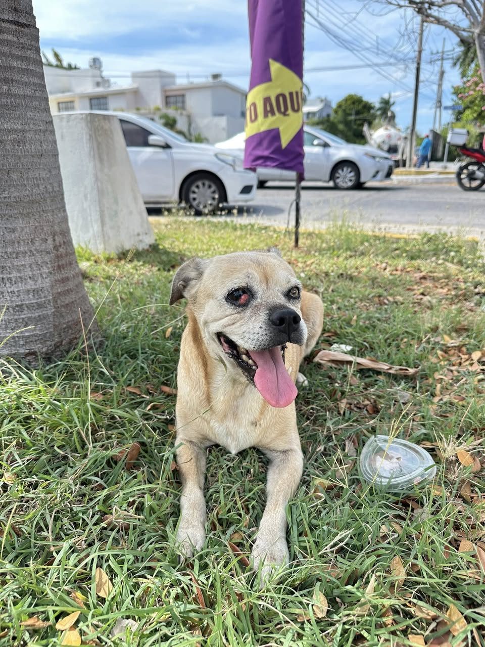 Perro mascota encontrada en Mérida