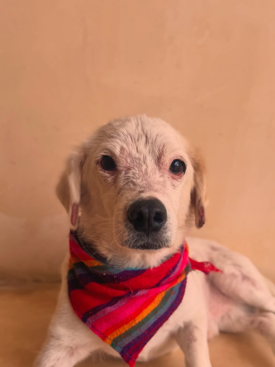 Huevito