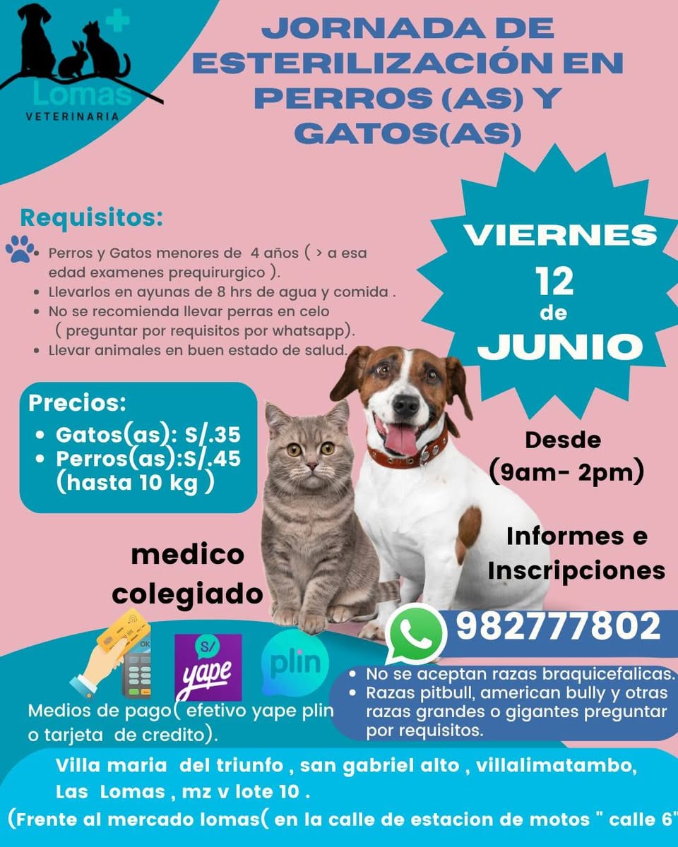 Otro mascota perdida en Mérida