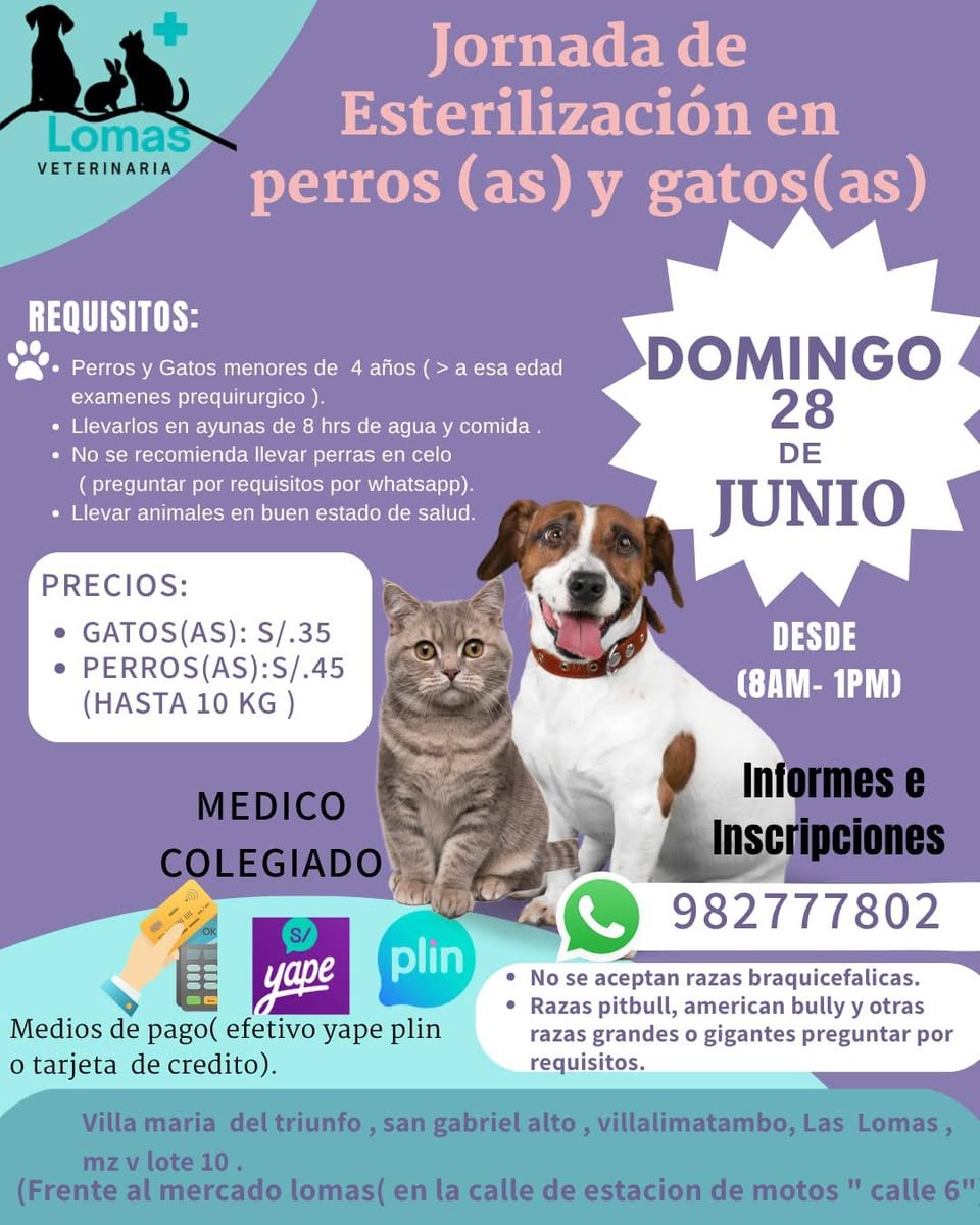Otro mascota perdida en Mérida