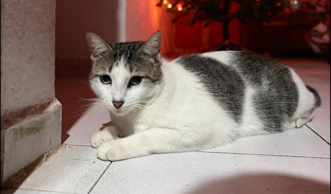 Gato tabby gris y blanco descansando en piso. Felino en ambiente urbano con iluminación natural roja.