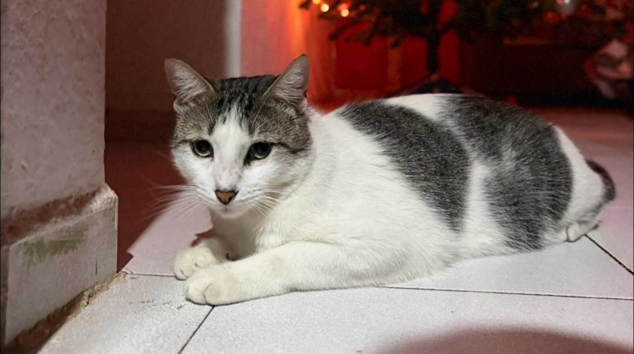 Gato gris y blanco descansando en el piso cerca de una pared color rojo oscuro.