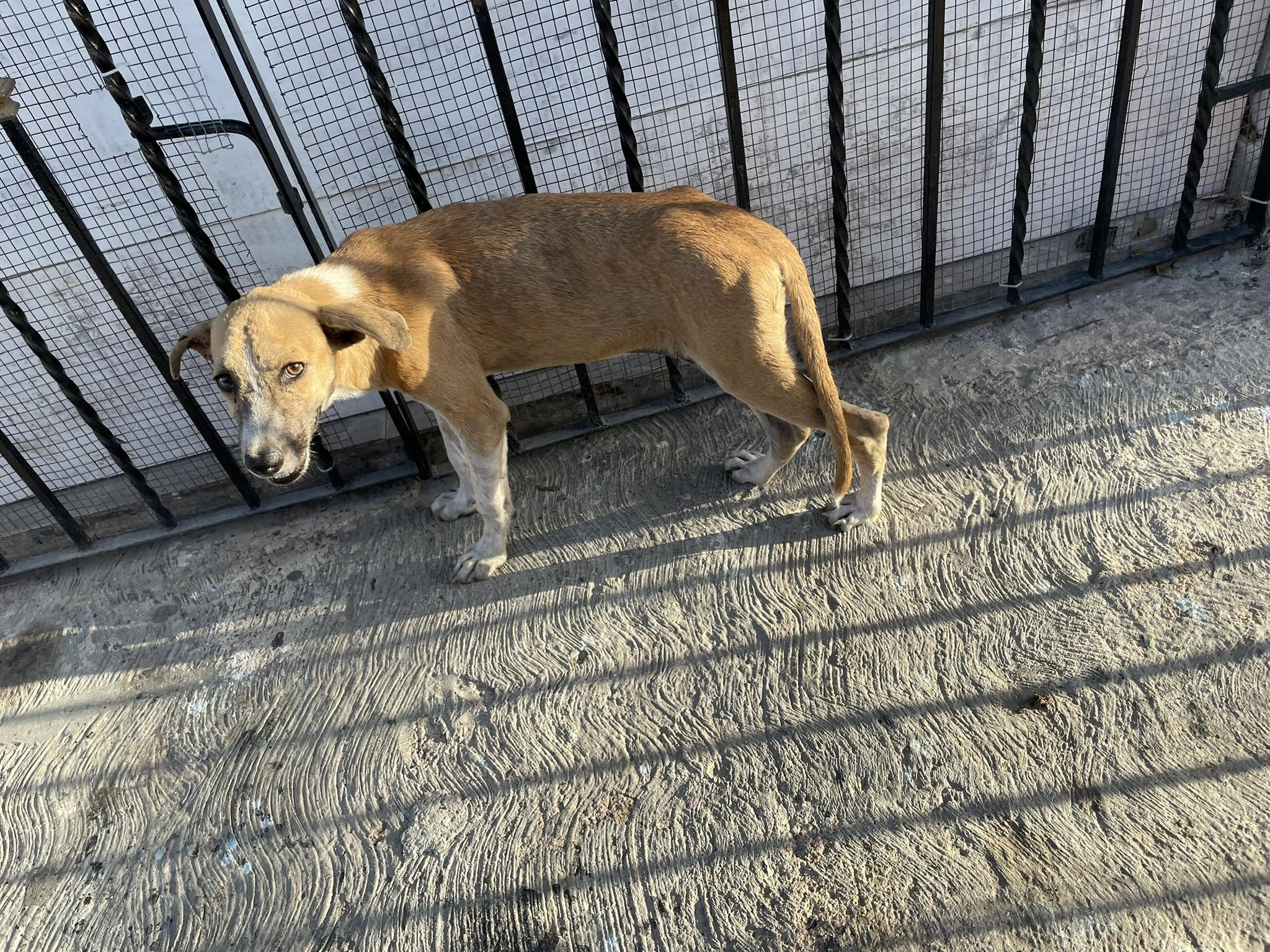 Perro mascota perdida en Mérida