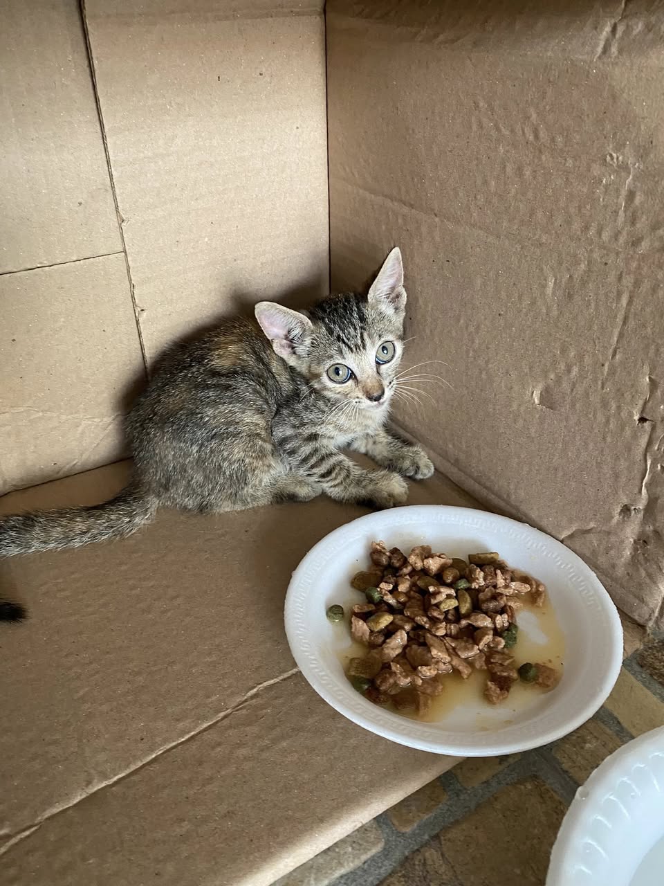 Perro mascota perdida en Mérida