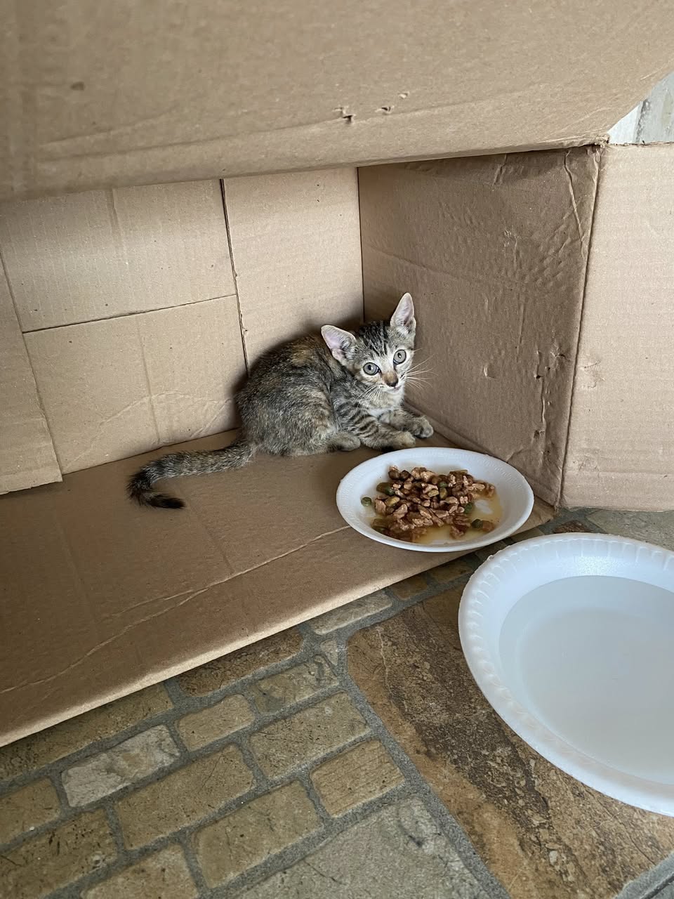 Perro mascota perdida en Mérida