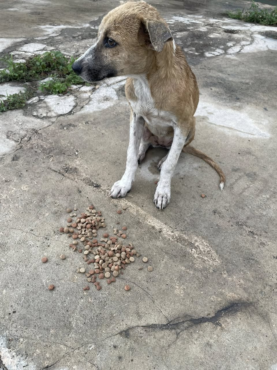 Perro en adopción en Mérida