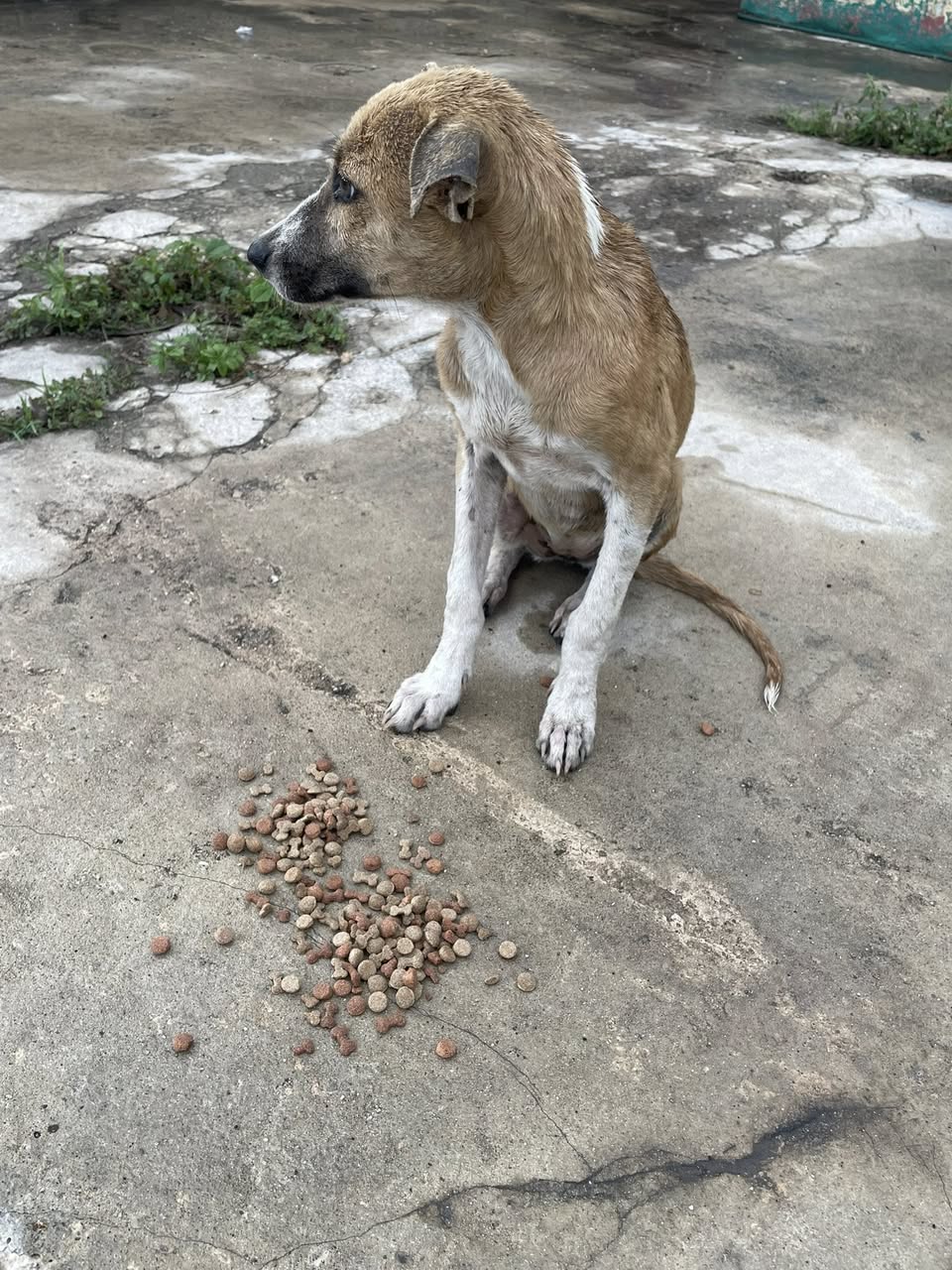 Perro en adopción en Mérida