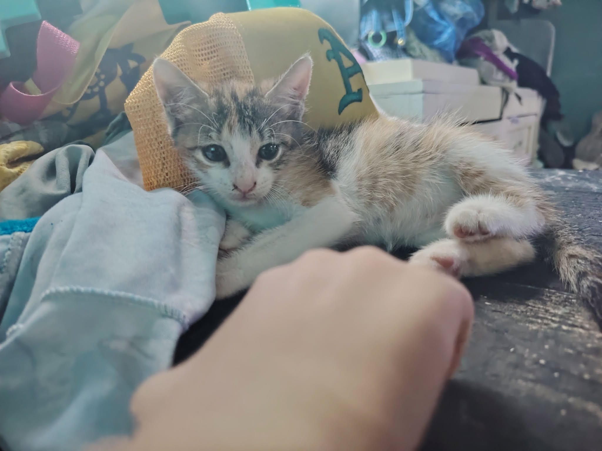 Gato en adopción en Mérida