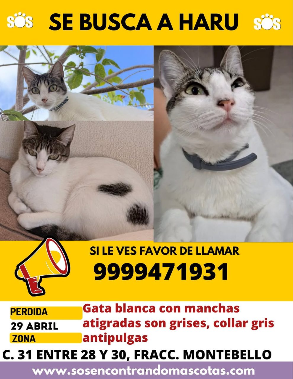 Gato blanco atigrado y gato blanco con collar gris en anuncio amarillo de búsqueda. Número de contacto y dirección incluidos.