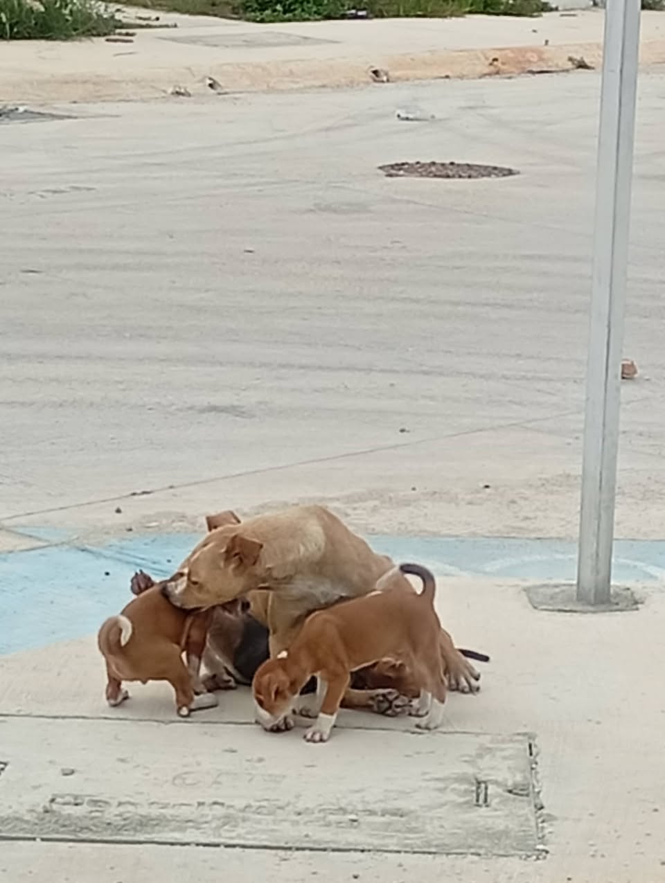 Perro en adopción en Mérida
