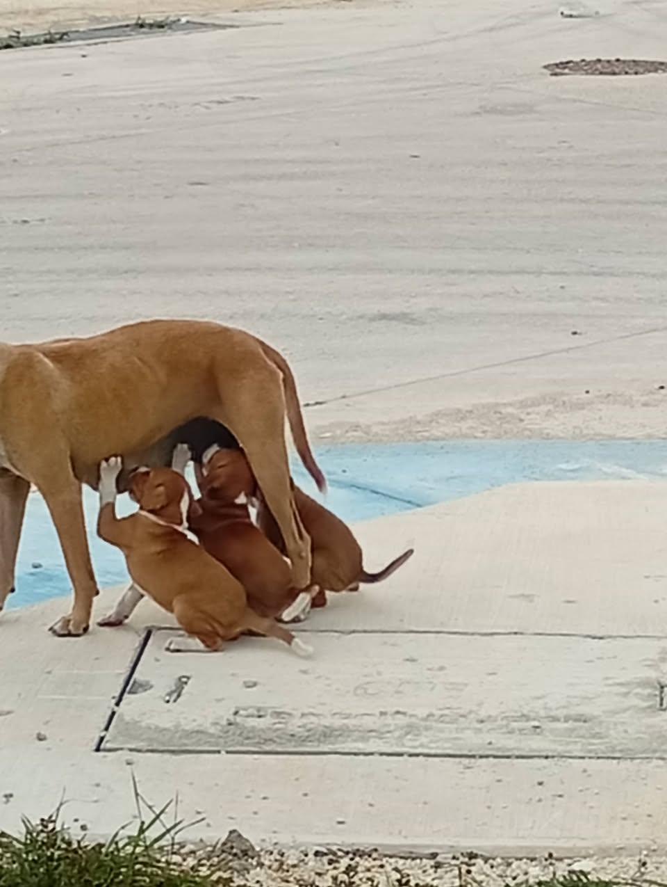 Perro en adopción en Mérida