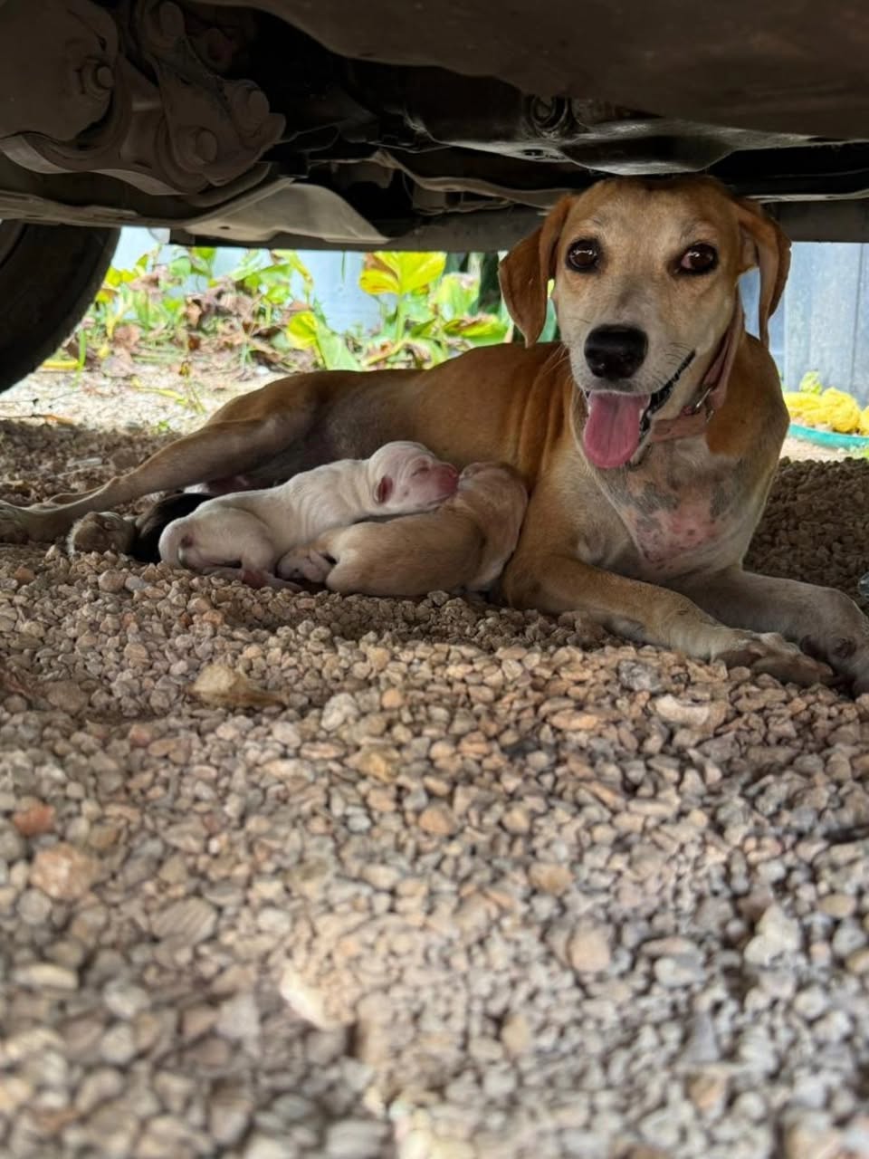 Perro ayuda médica en Mérida