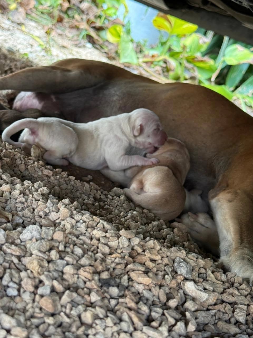 Perro ayuda médica en Mérida