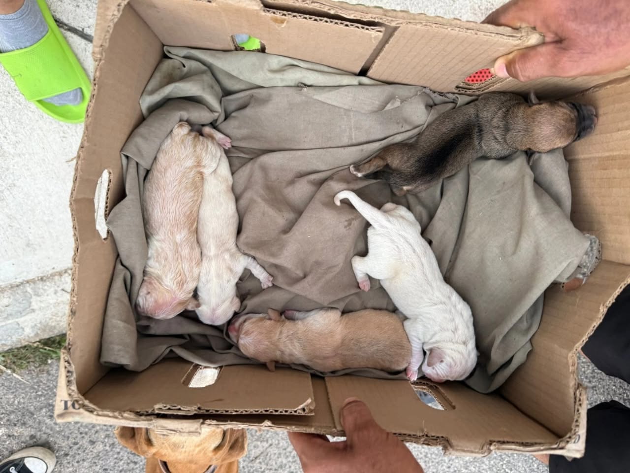 Perro ayuda médica en Mérida