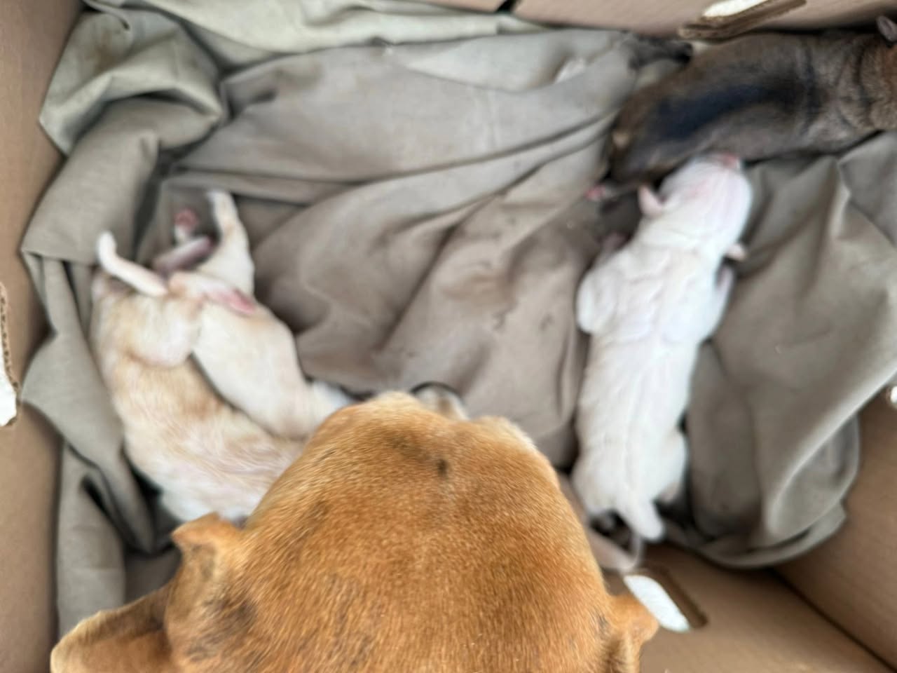 Perro ayuda médica en Mérida