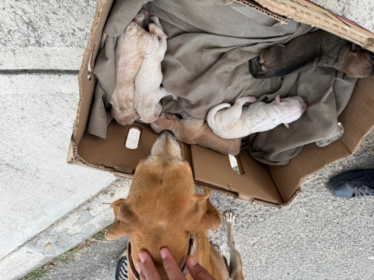 Perro ayuda médica en Mérida