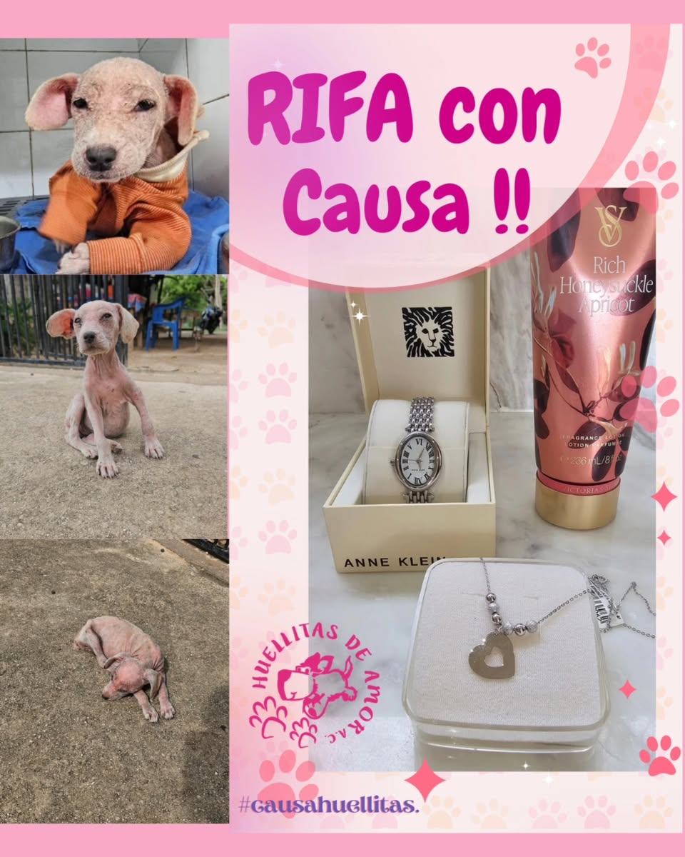 Perro ayuda médica en Mérida