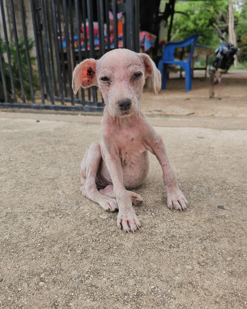 Perro ayuda médica en Mérida