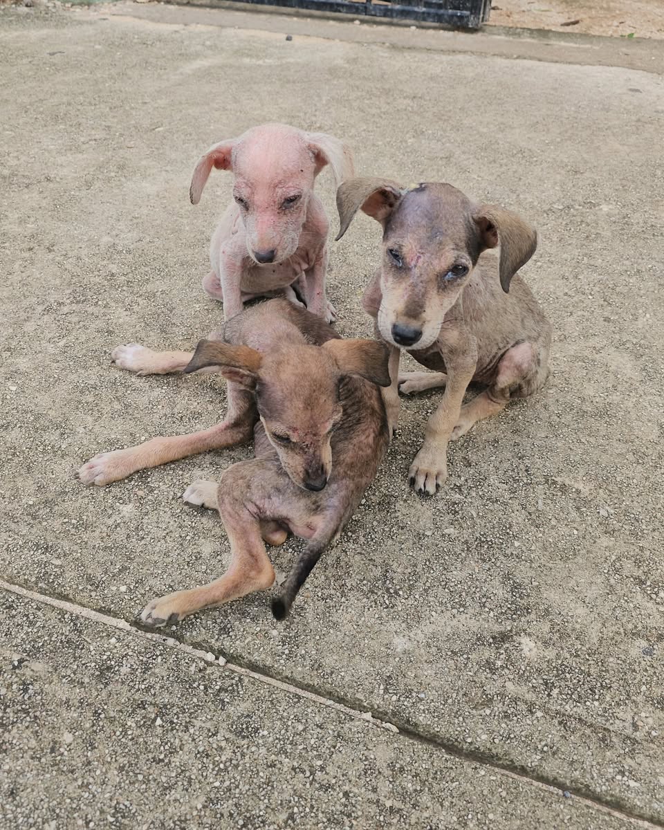 Perro ayuda médica en Mérida