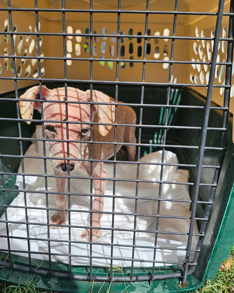 Perro ayuda médica en Mérida