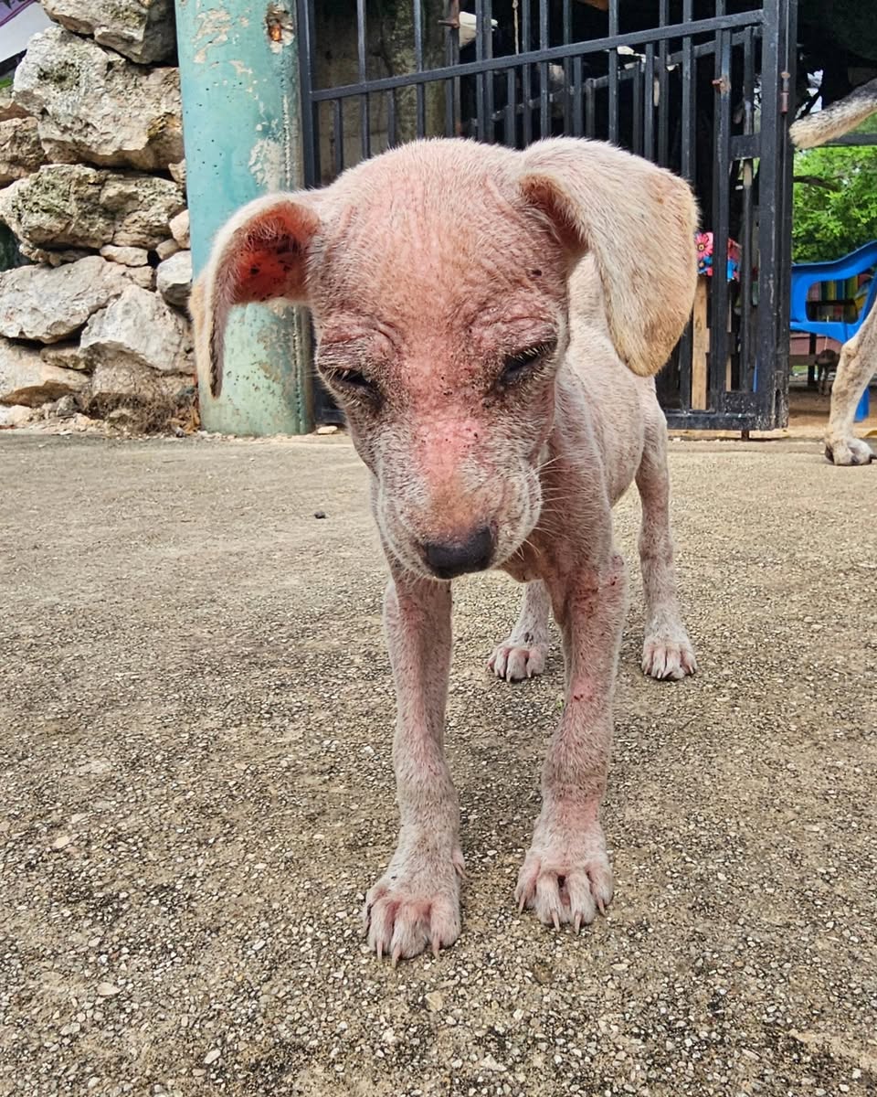 Perro ayuda médica en Mérida