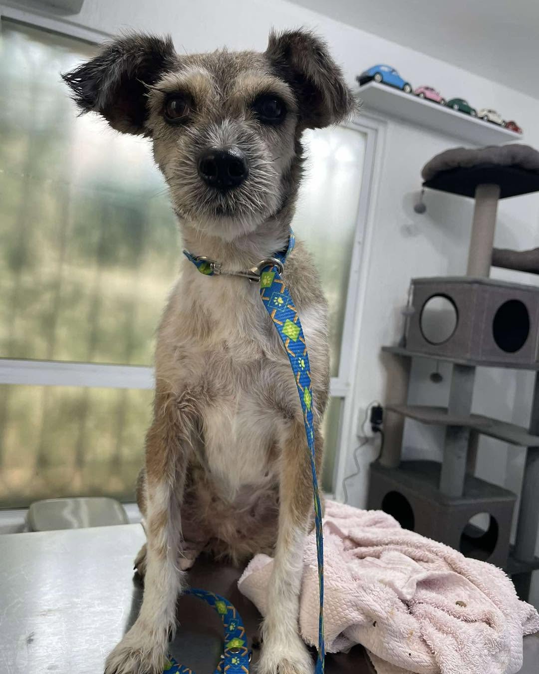 Perro mascota encontrada en Mérida