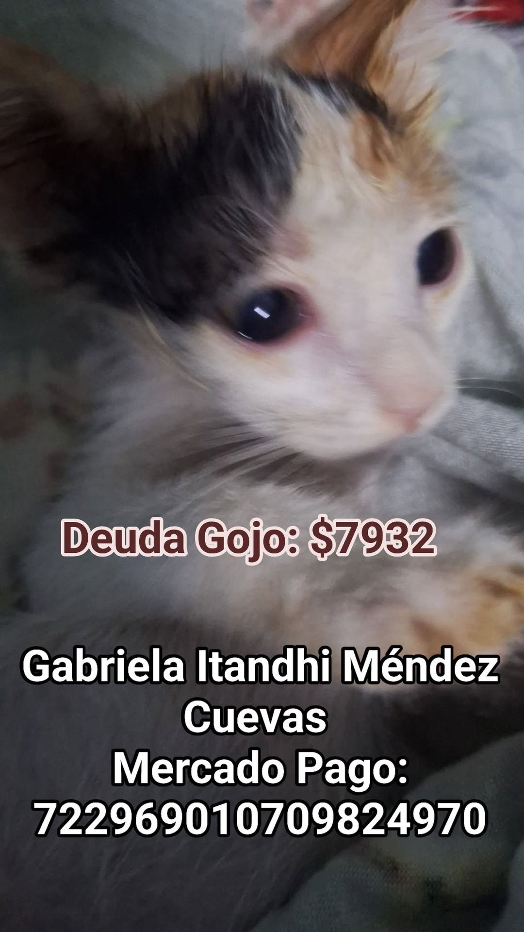 Otro mascota en Mérida