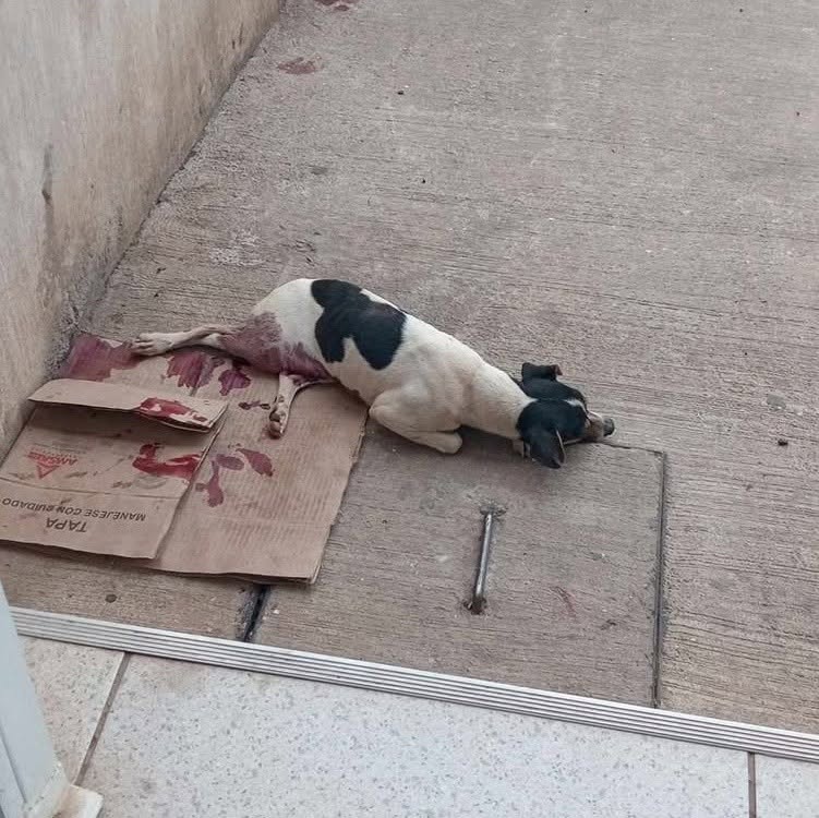 Perro ayuda médica en Mérida
