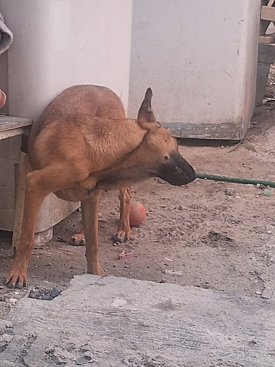 Perro mascota en Mérida