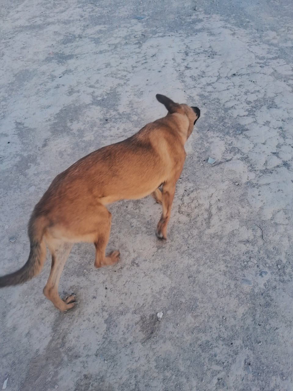 Perro mascota en Mérida
