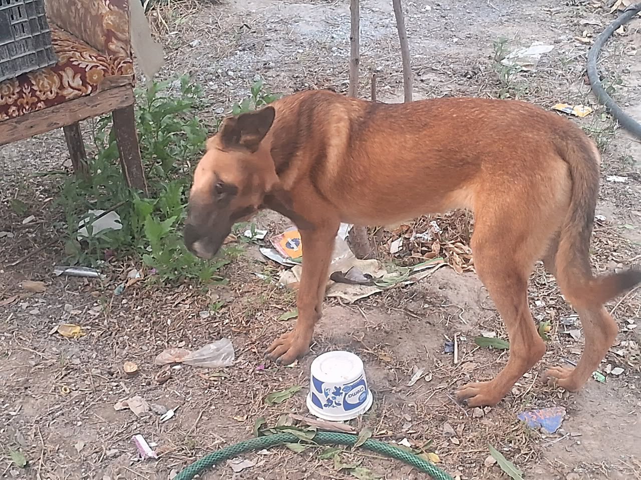 Perro mascota en Mérida