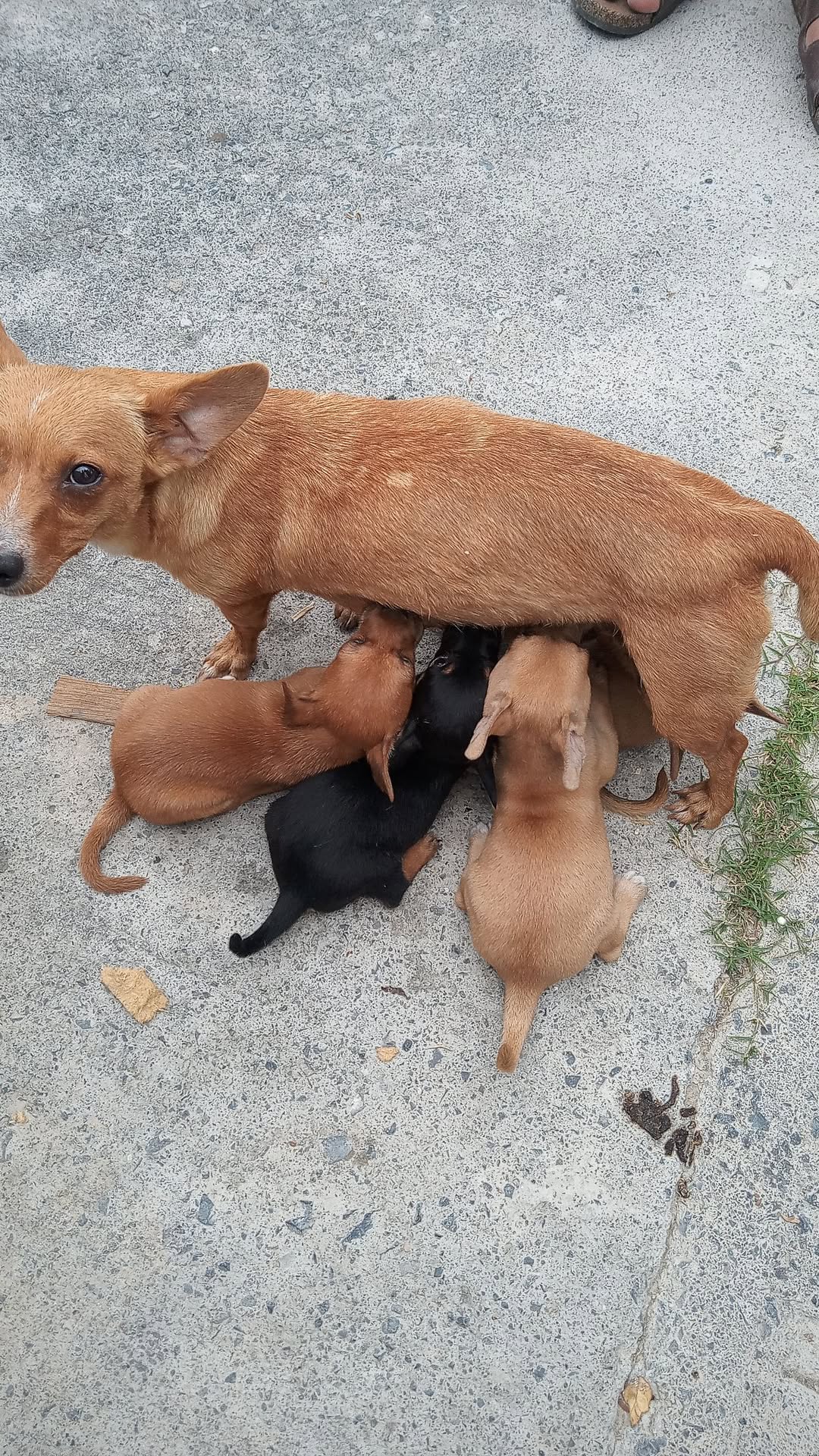 Perro ayuda médica en Mérida