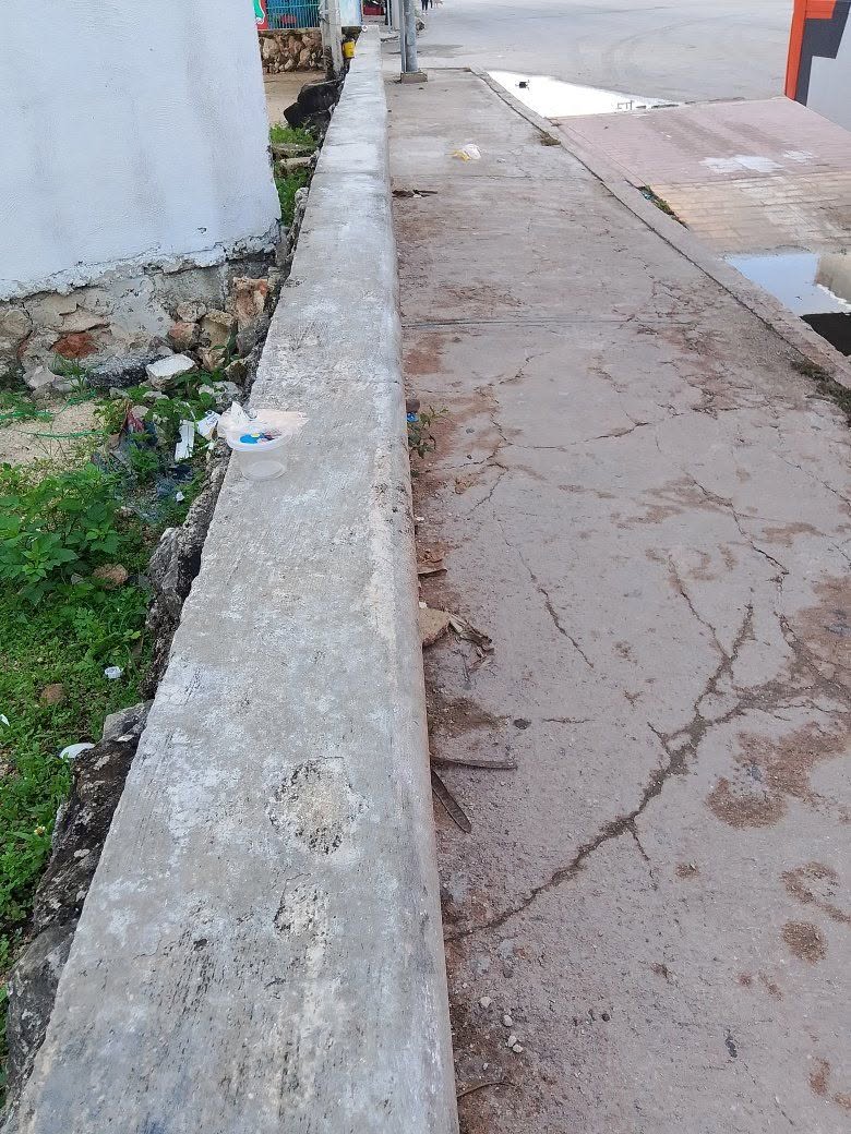 Perro mascota en Mérida