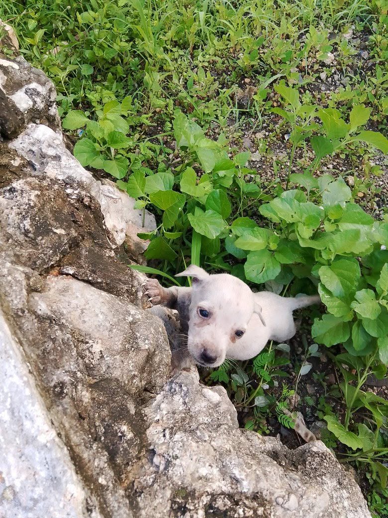 Perro mascota en Mérida