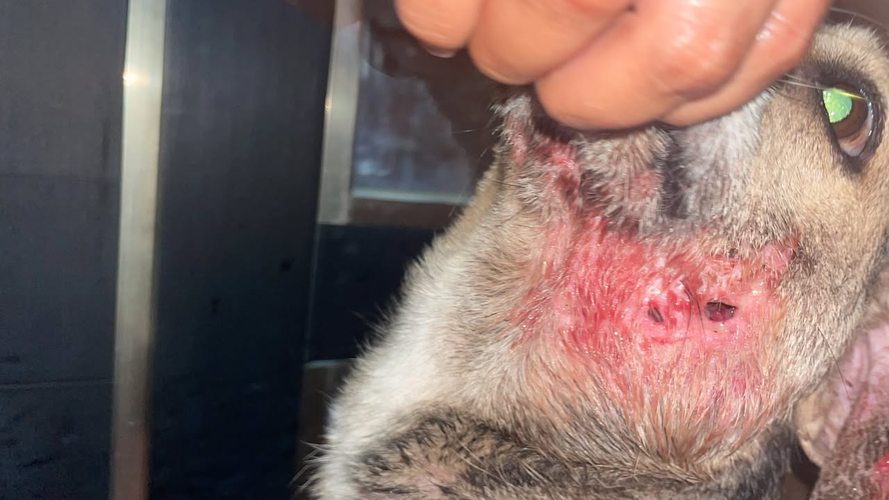 Otro ayuda médica en Mérida