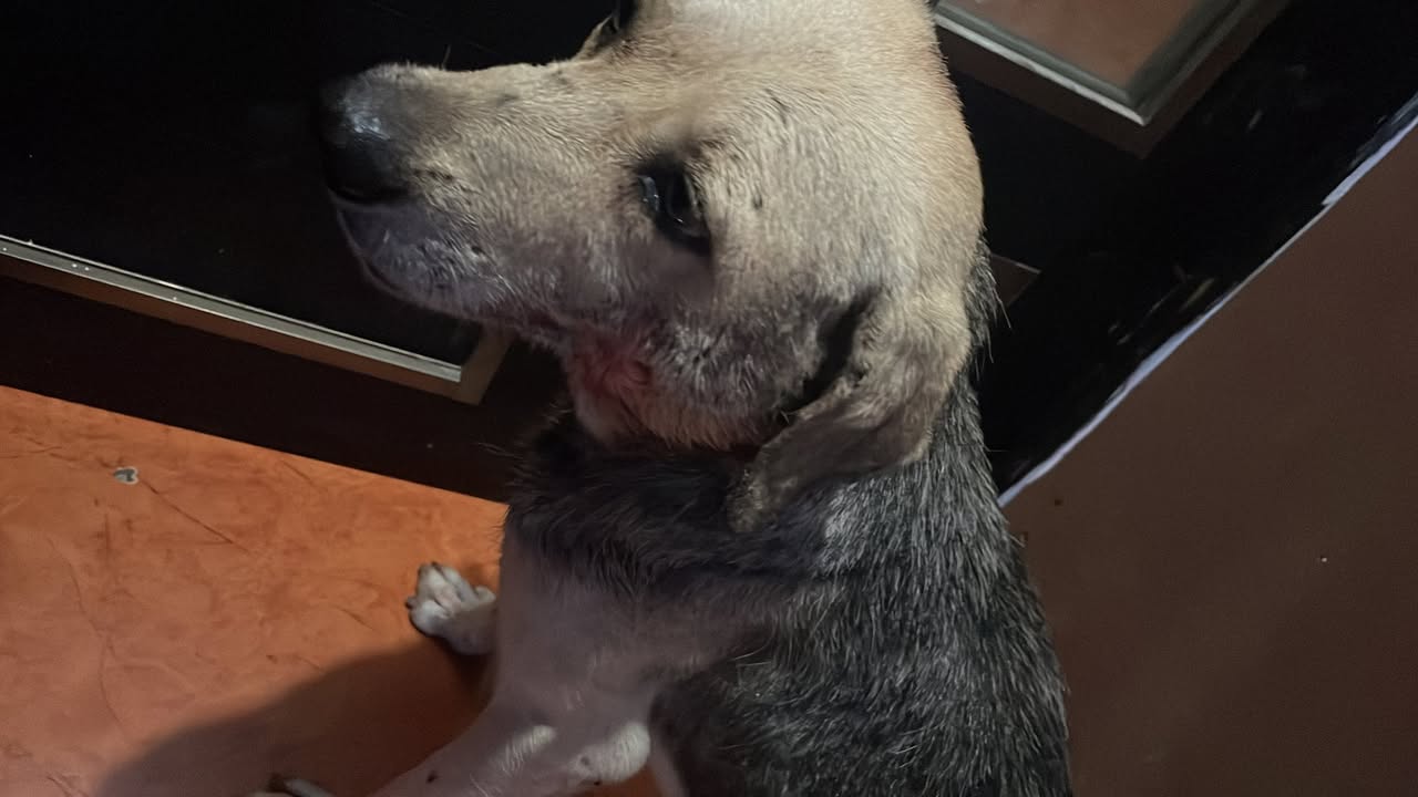 Otro ayuda médica en Mérida
