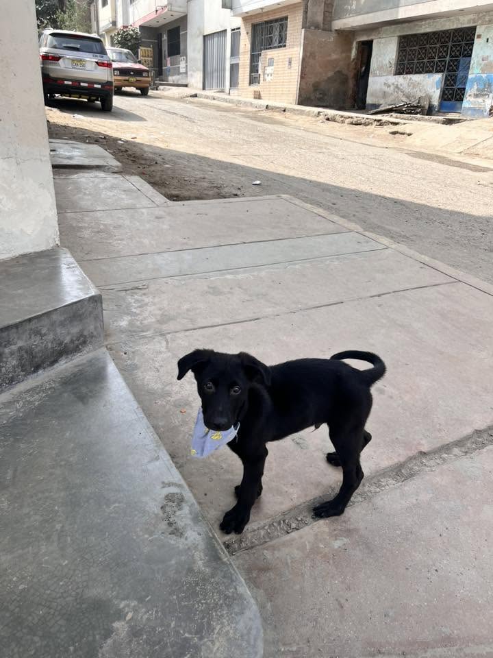 Perro mascota encontrada en Mérida