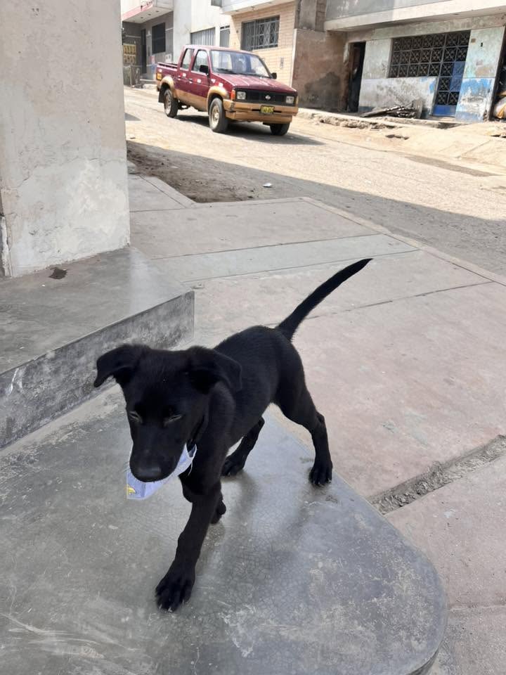 Perro mascota encontrada en Mérida