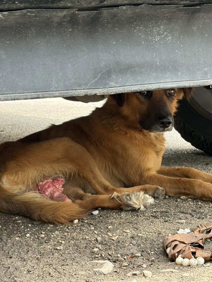 Otro mascota en Mérida